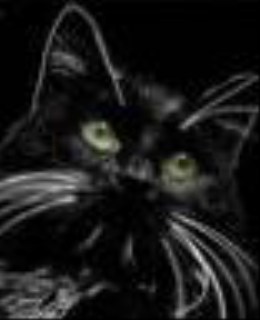 black_cat - 